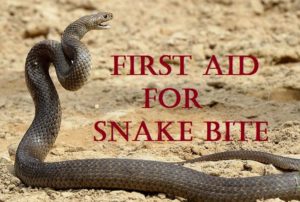 First Aid Snake Bite - Health Safety & Environment